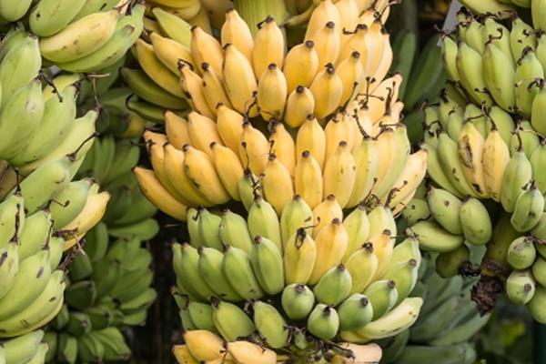 controlled-atmosphere-monitoring