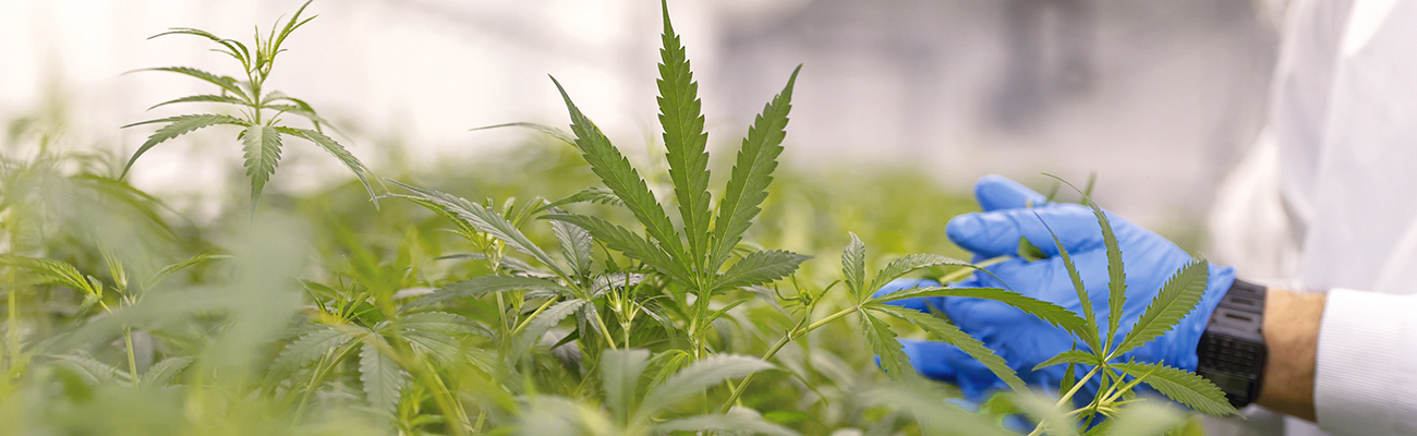 Understanding Water Activity Instruments in the Cannabis Industry: Accuracy and the Case for Practical Solutions